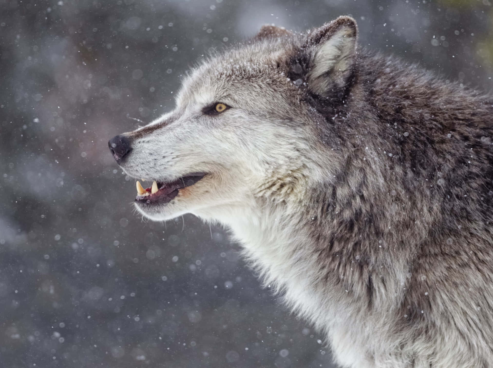 Einmysteriöser Grauer Wolf In Seinem Natürlichen Lebensraum.