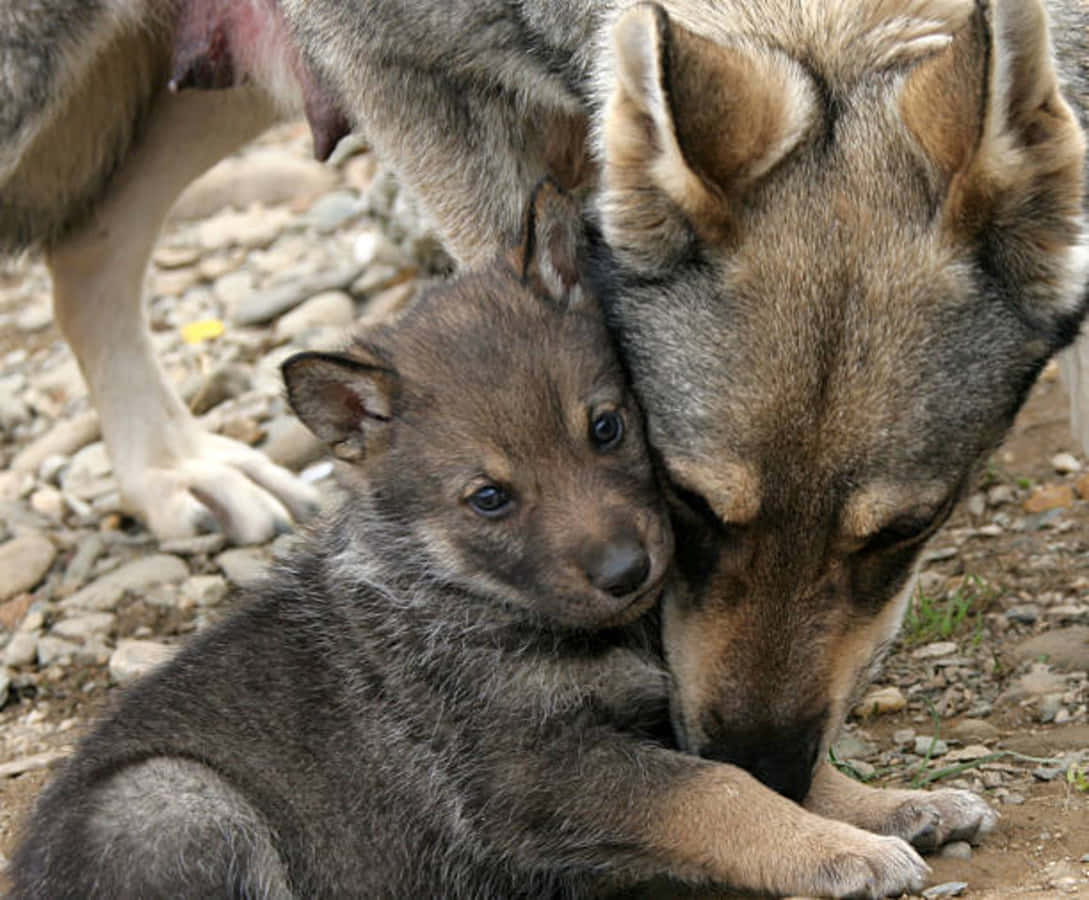 A cute and curious wolf pup exploring the wilderness Wallpaper