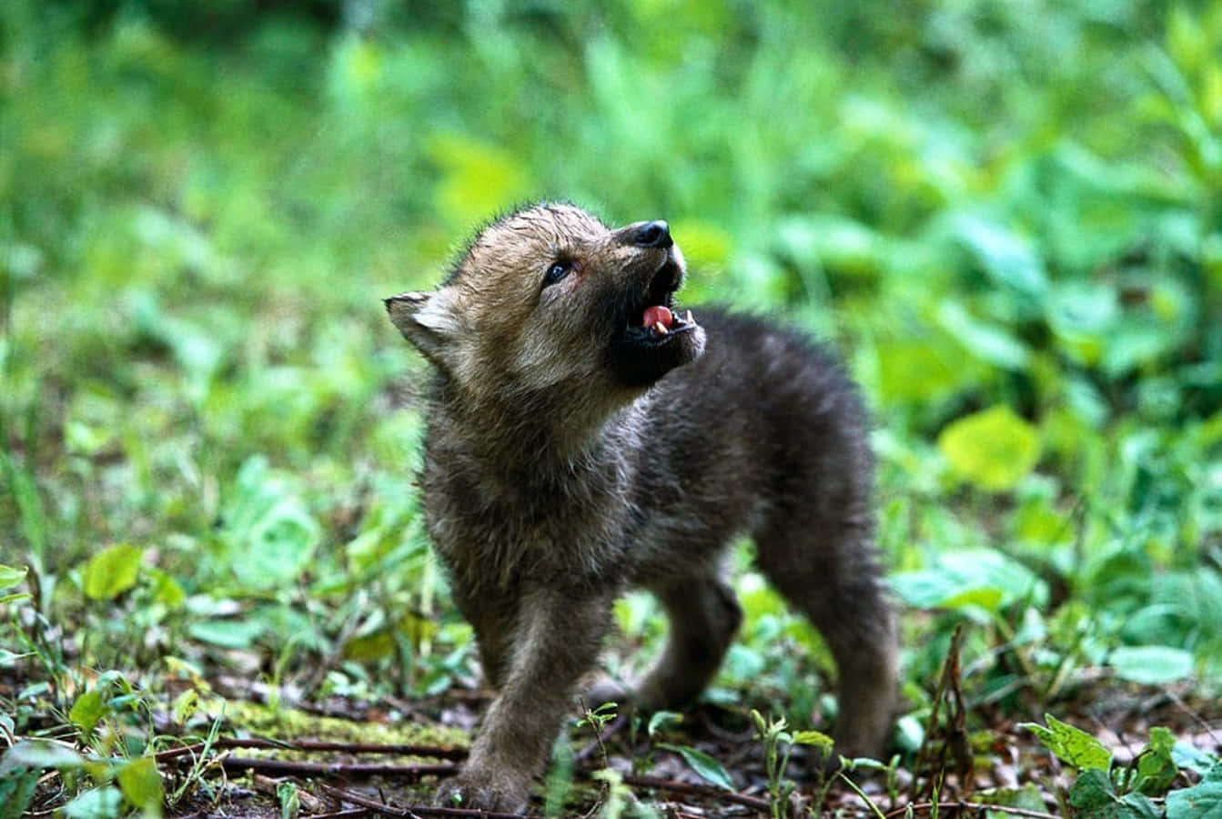 Adorable Wolf Pup Posing in the Wild Wallpaper