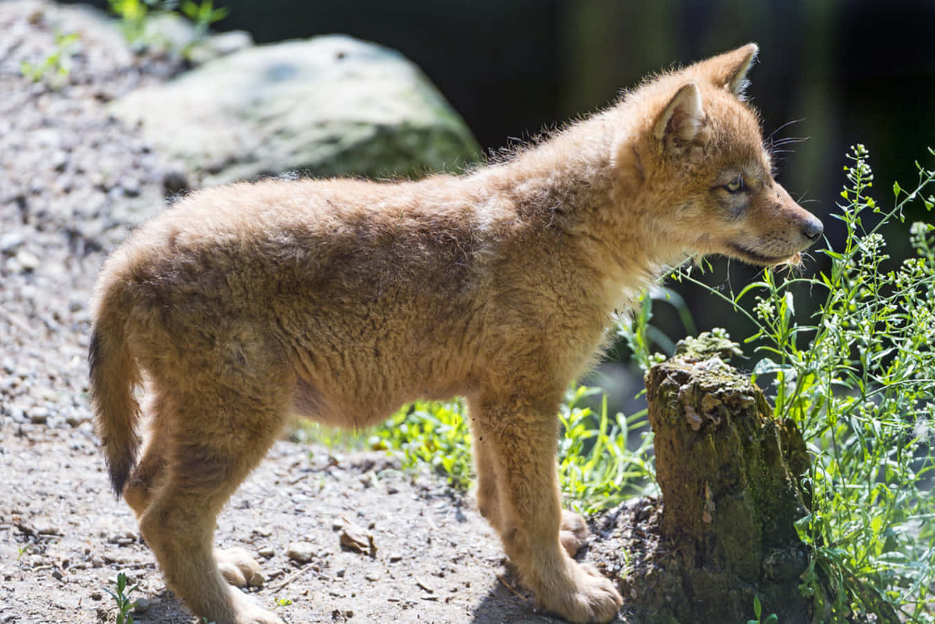 Schattige Wolf Pup Verkenning Van De Natuur Achtergrond