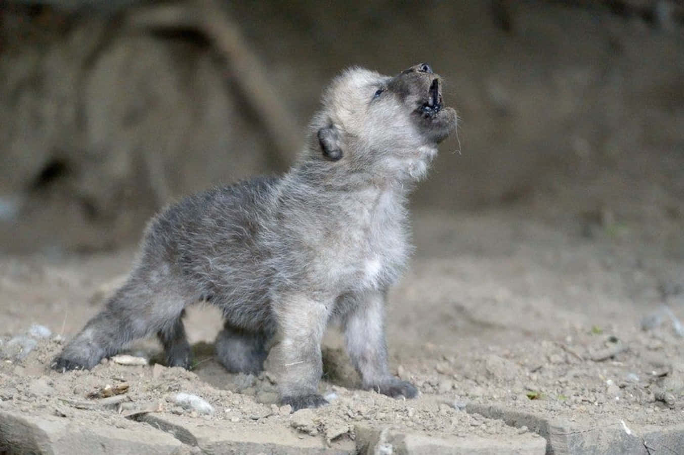 Adorable Wolf Pup in a Natural Setting Wallpaper
