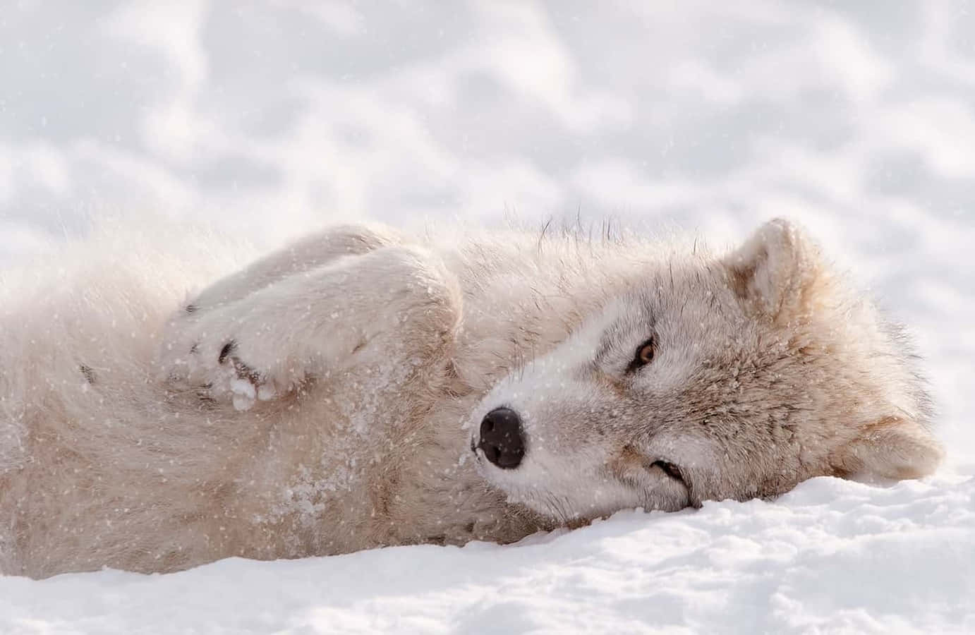 Adorable wolf pup exploring nature Wallpaper