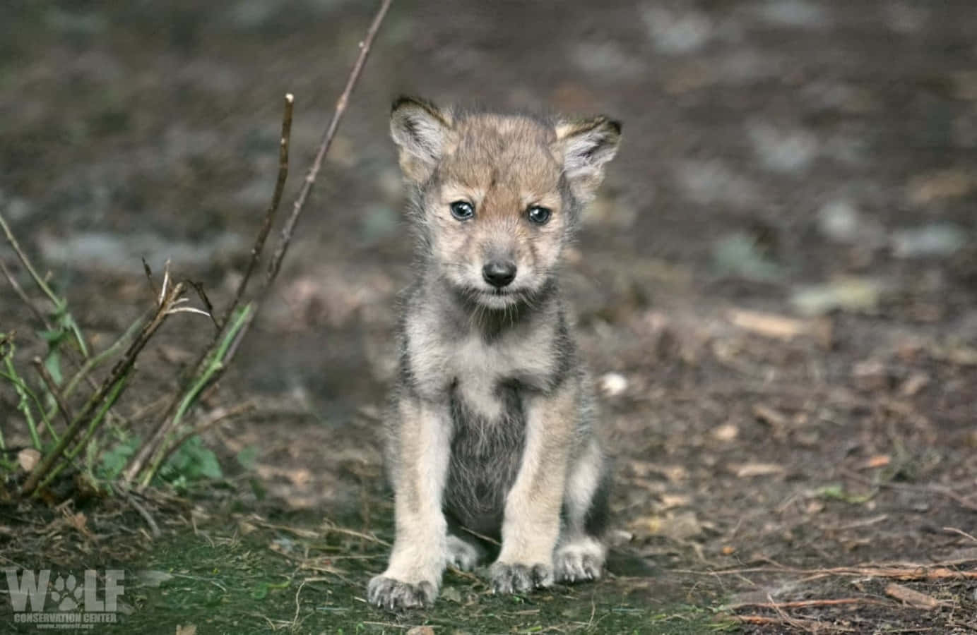 Adorable wolf pup exploring the wilderness Wallpaper