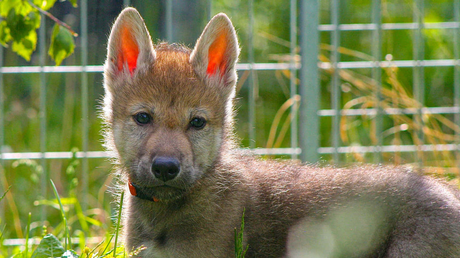 A Beautiful Wolf Pup Exploring the Woods Wallpaper