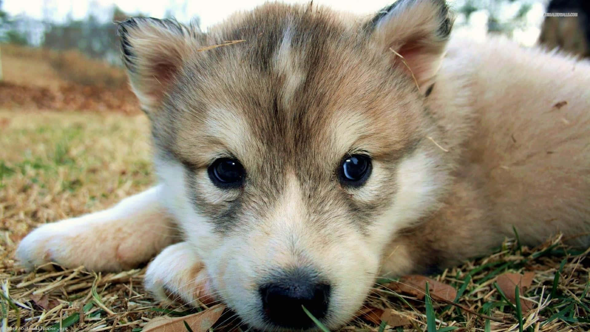 Adorable Wolf Pup in the Wild Wallpaper