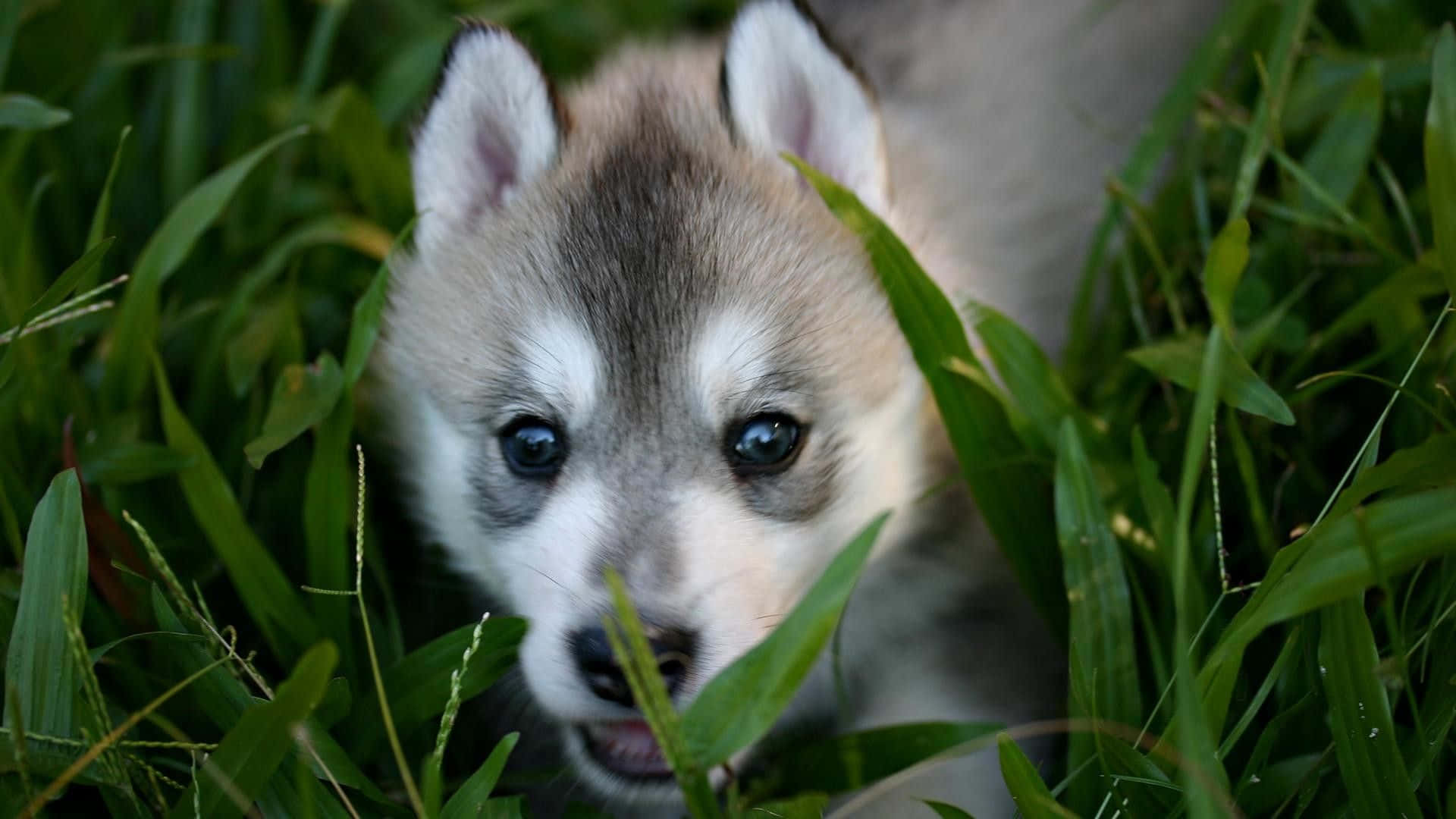 Adorable Wolf Pup in a Forest Clearing Wallpaper