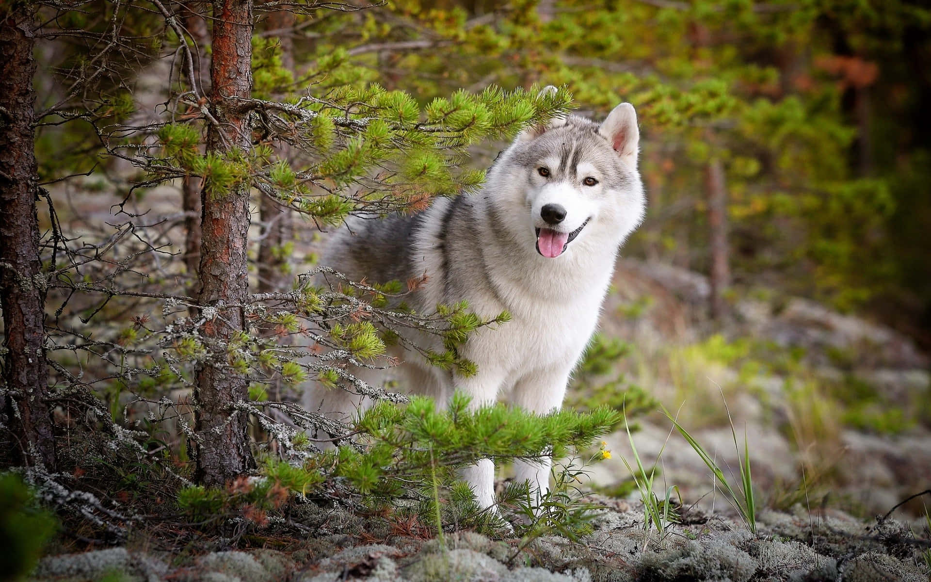 Adorable wolf pup exploring the wild Wallpaper
