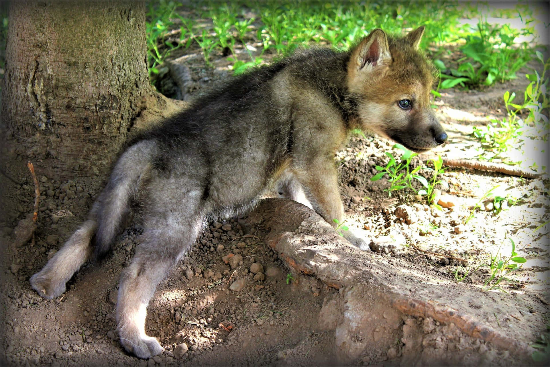 A Wolf Pup in the Woods Wallpaper