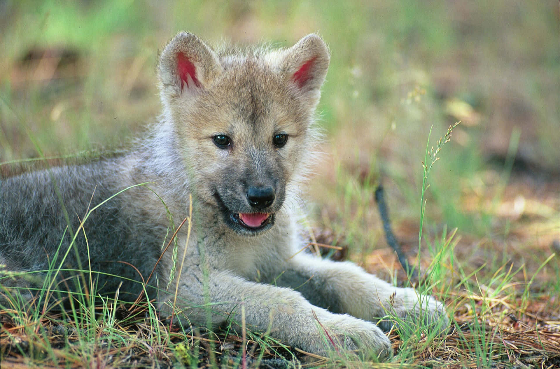 Adorable wolf pup exploring the beautiful forest Wallpaper