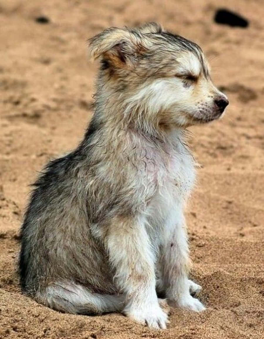 Adorable Wolf Pup Exploring the Wild Wallpaper