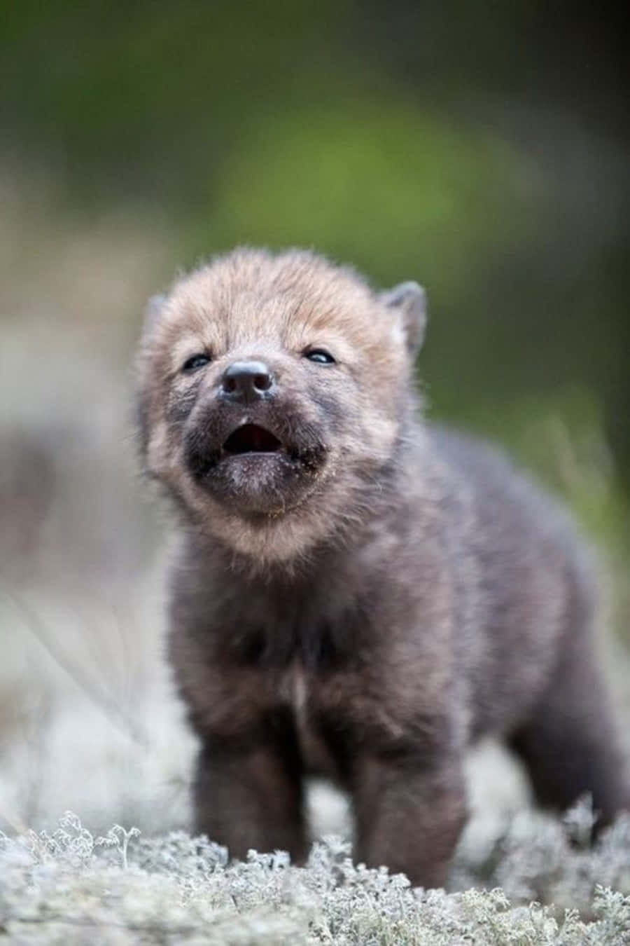 Adorable Wolf Pup Staring Intently Wallpaper