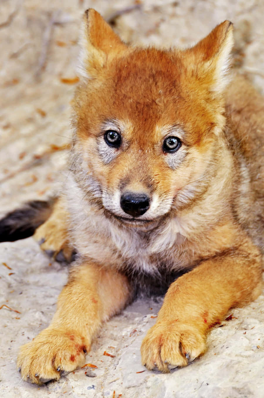 Adorable Wolf Pup Exploring the Wilderness Wallpaper