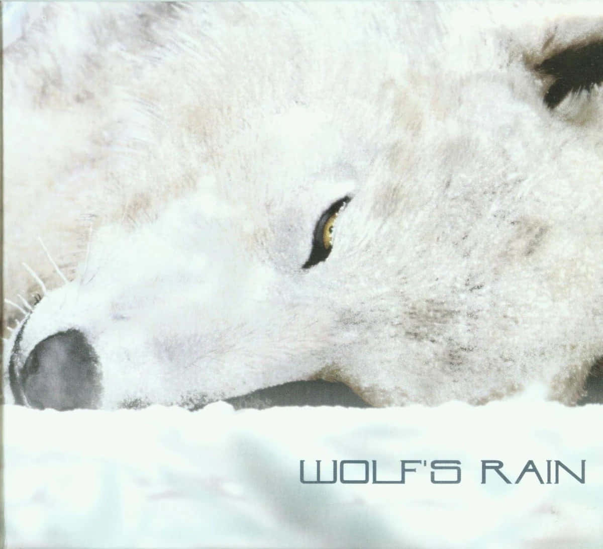 Kiba, The Fierce White Wolf Leader Wallpaper