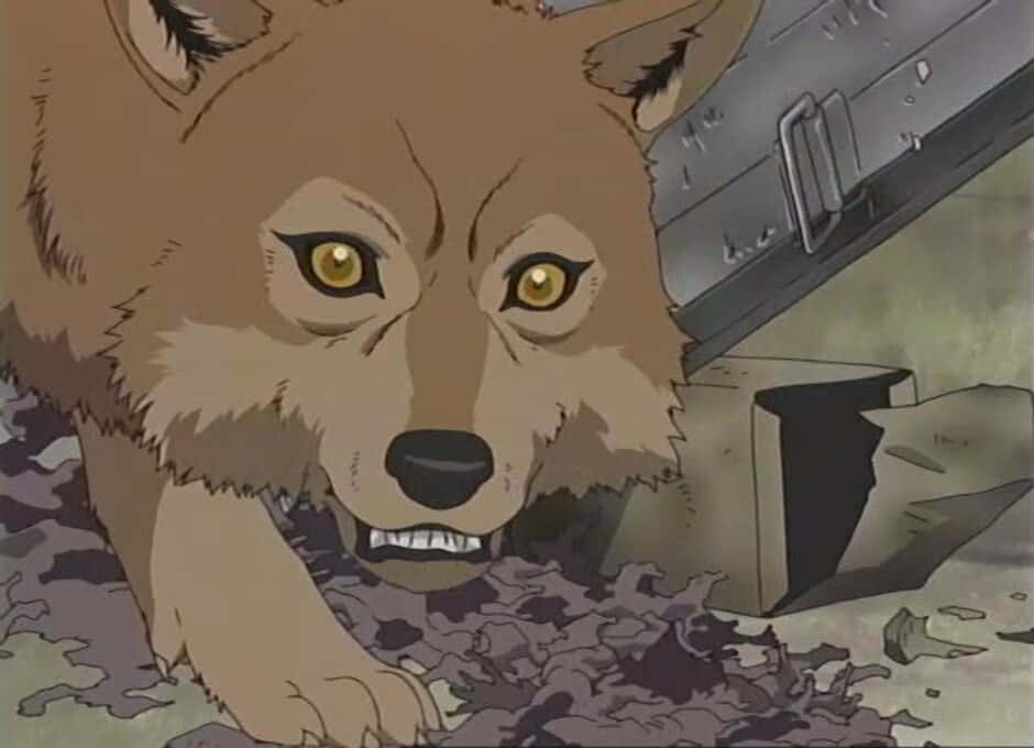 Toboe, the Loyal Young Wolf of Wolf's Rain Wallpaper