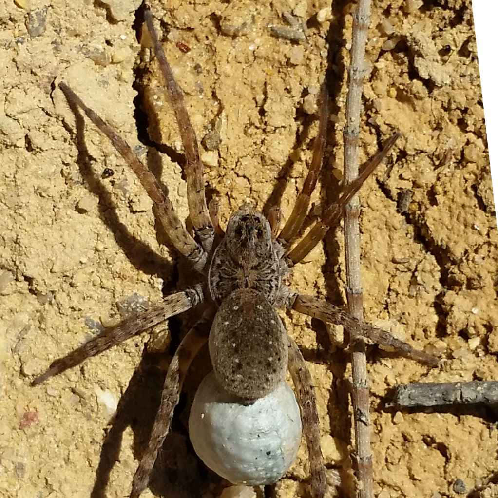 A Spider Is Sitting On A White Egg