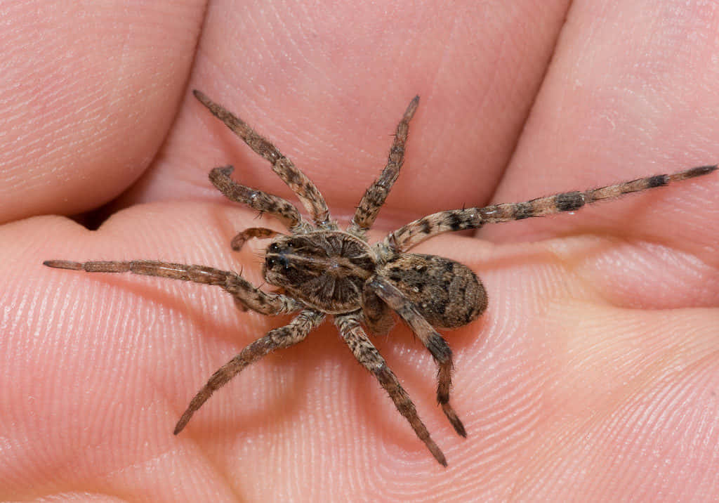 Vicious Wolf Spider Ready to Pounce