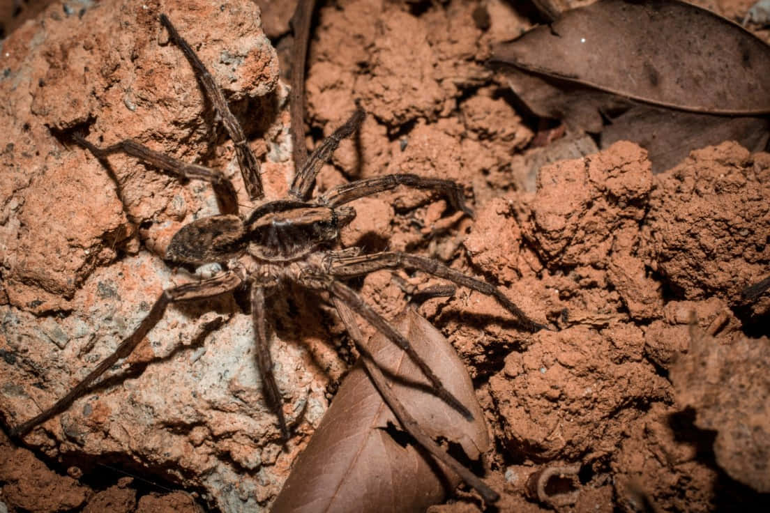 Wolf Spider Crawling on a Rock