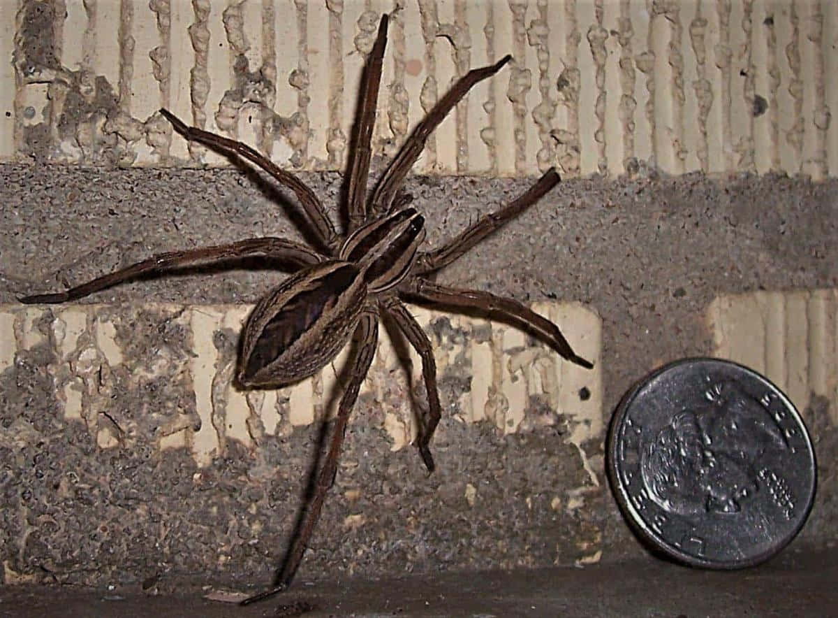 A Spider Sitting On A Brick Wall Next To A Quarter