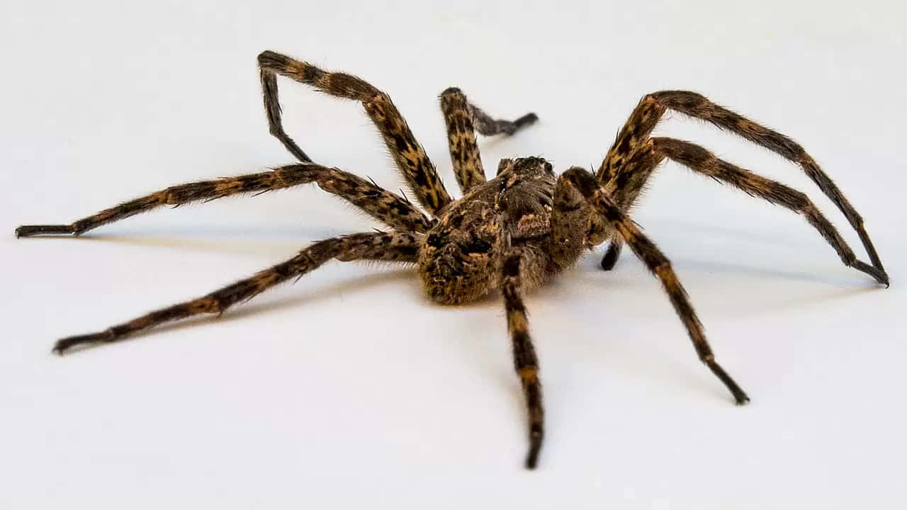 An adaptable and curious Wolf Spider surveys its surroundings.