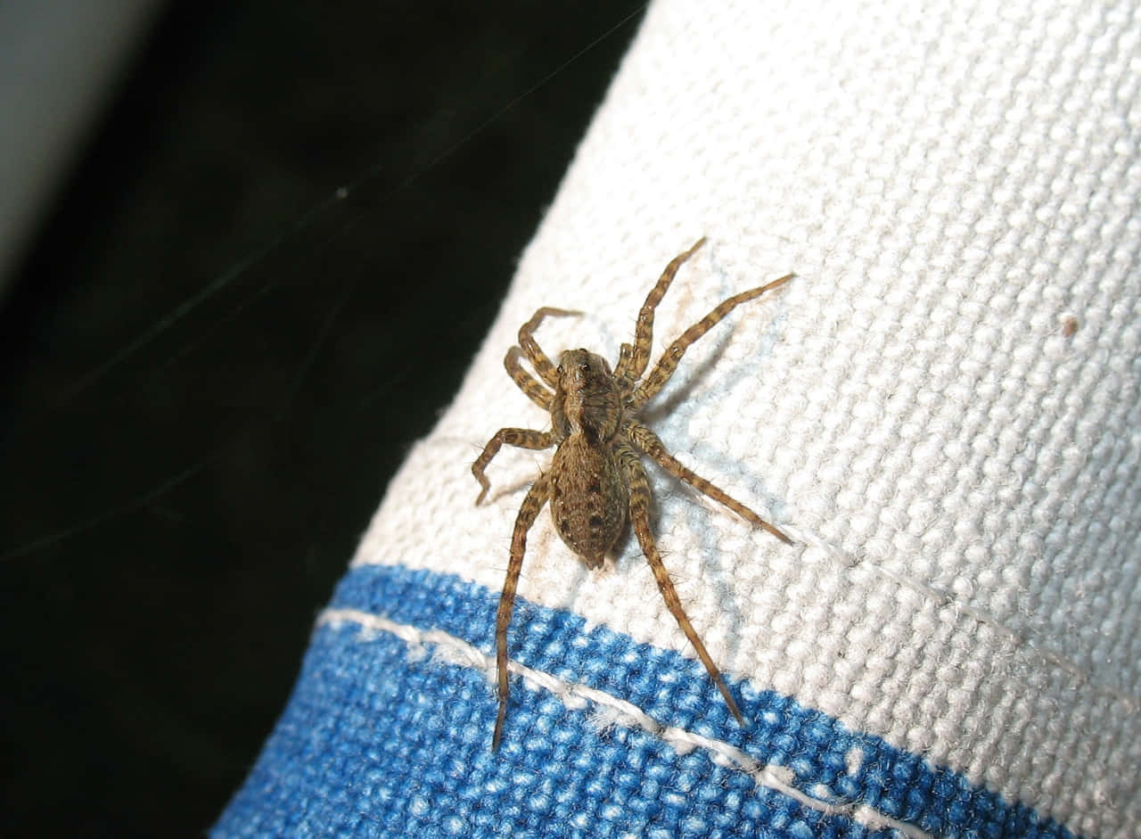 Best Friends with Nature: Wolf Spiders