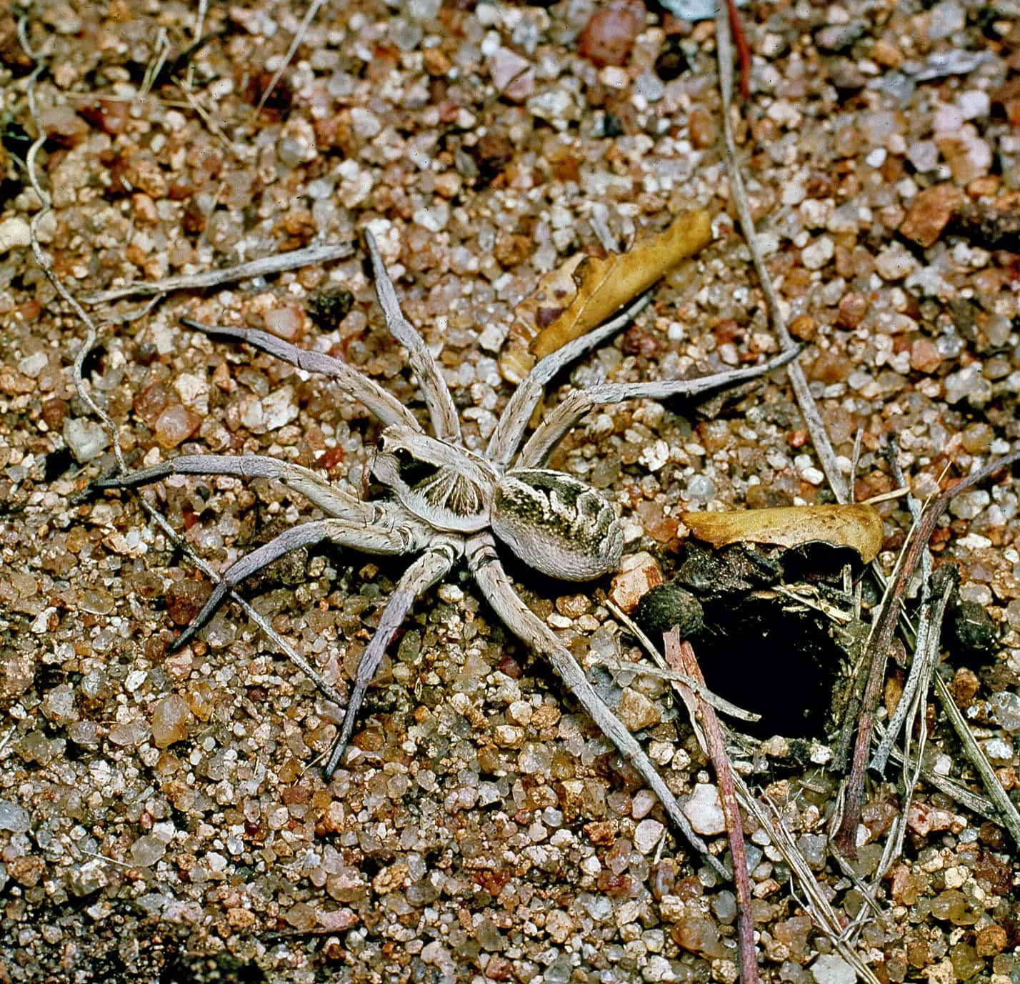 A Wolf Spider Lurking Amongst Fall Leaves