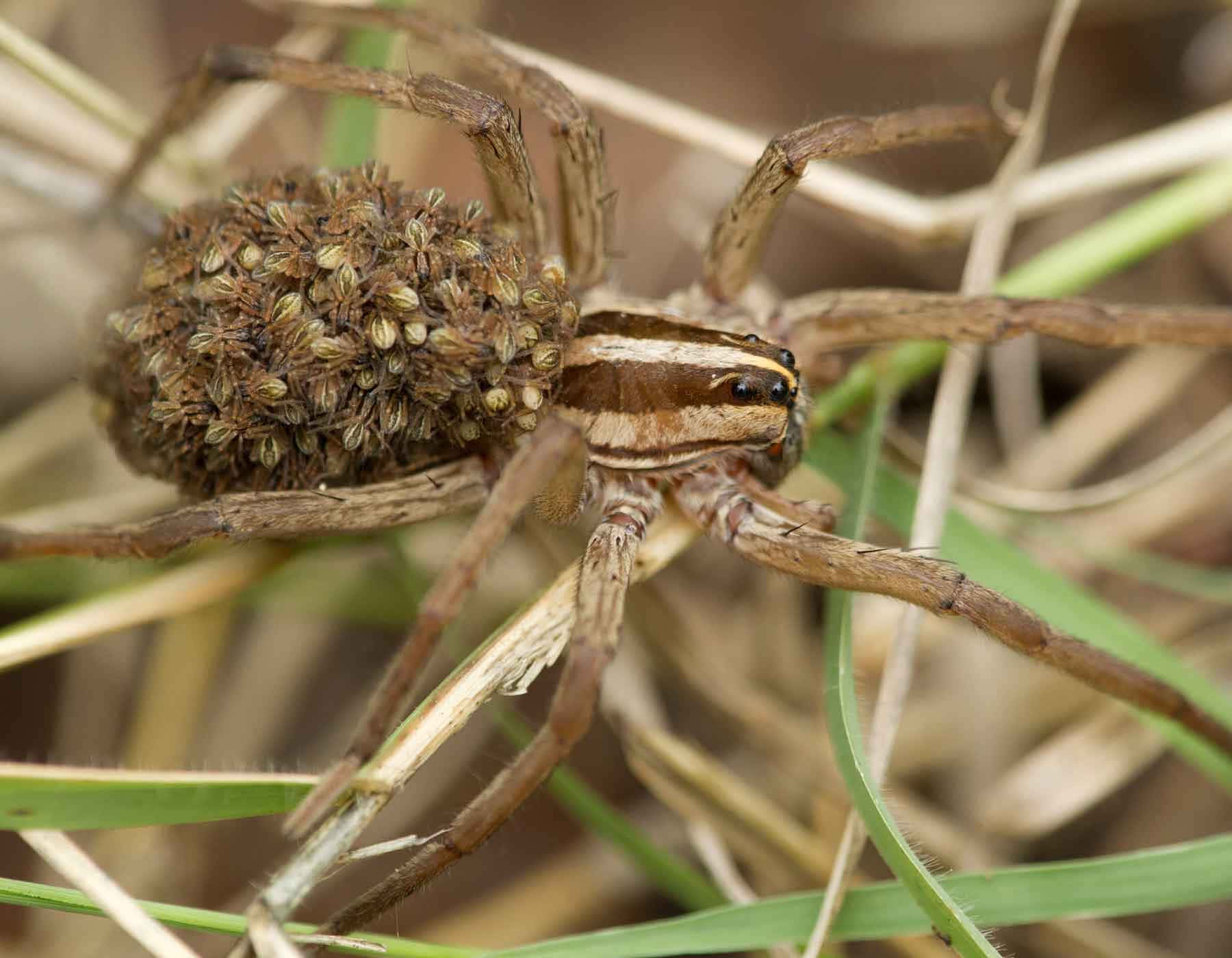 A Wolf Spider Surveying Its Surroundings