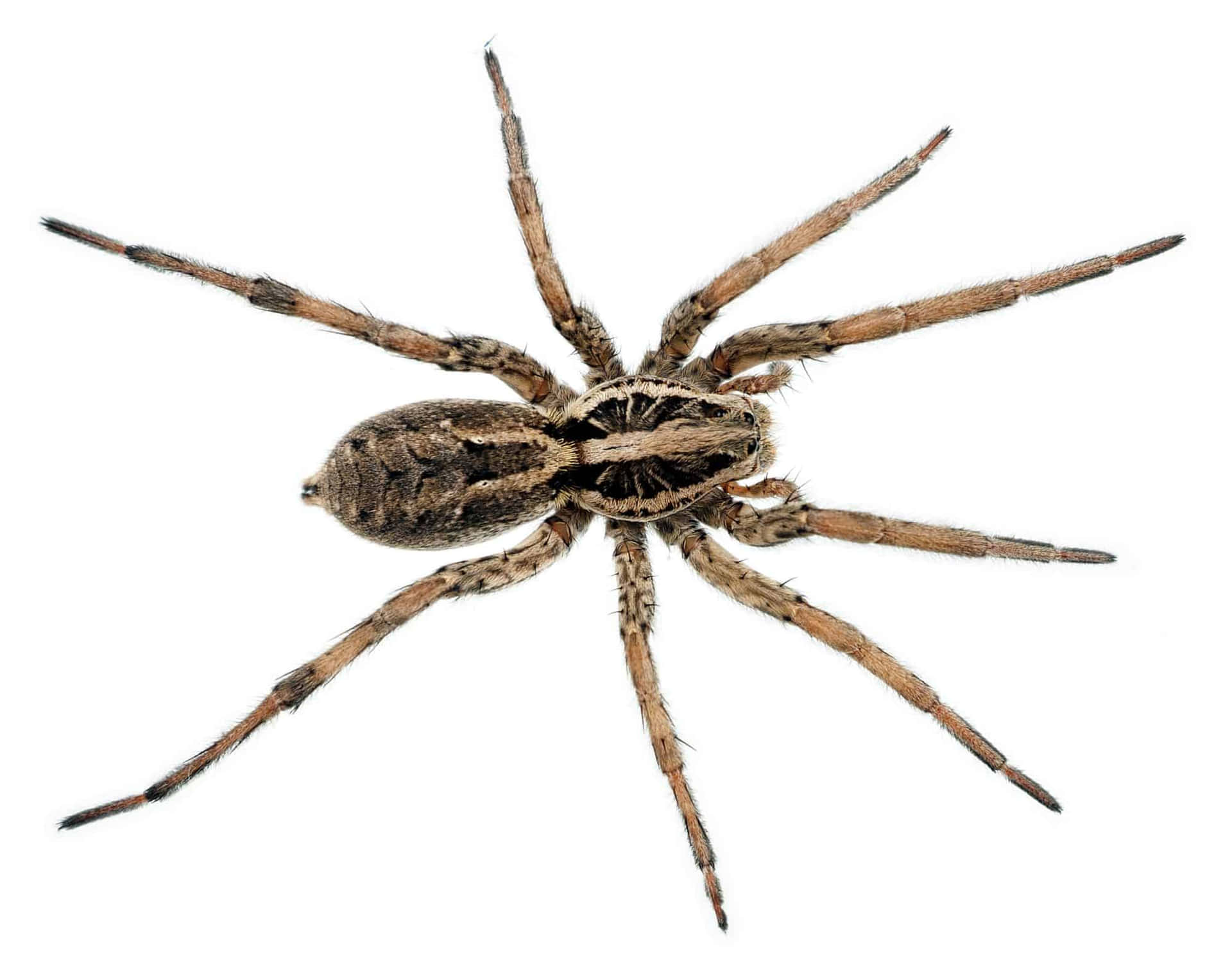 "A Close Up of a Wolf Spider Crawling Along the Ground"