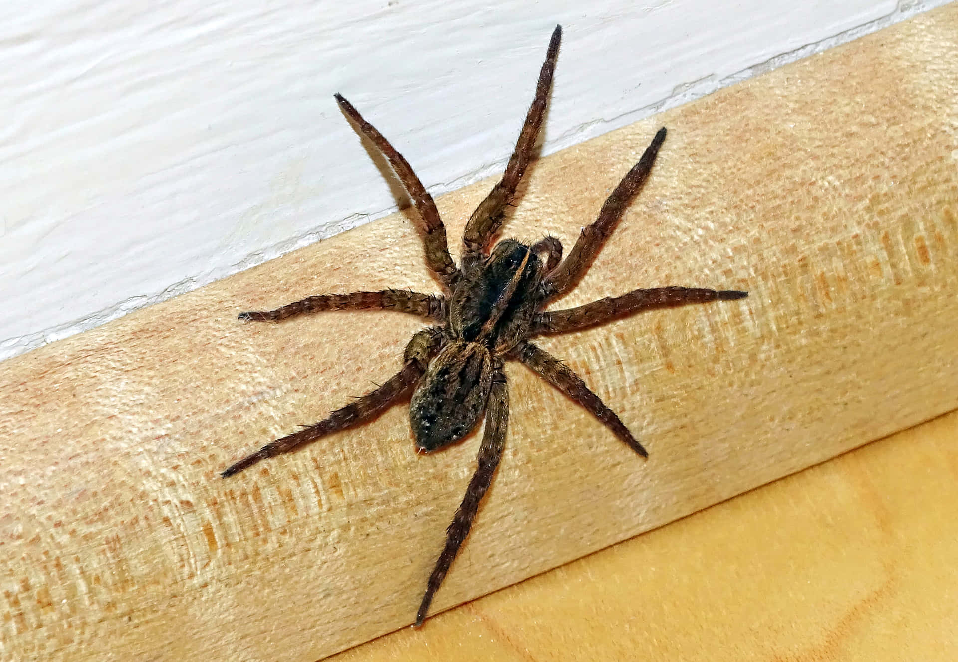 1.  A Timber Wolf Spider Lurking in Its Environment