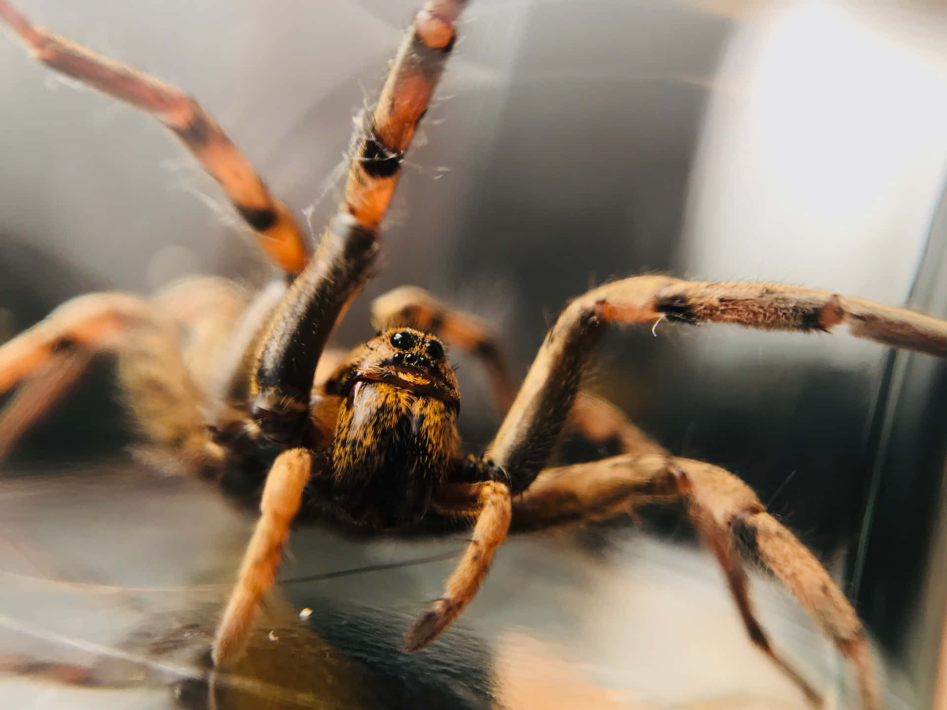 An energy-saving Wolf Spider preying on an insect