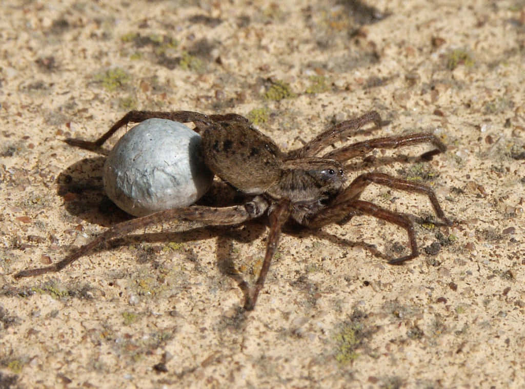 A Gray Wolf Spider hides in its burrow