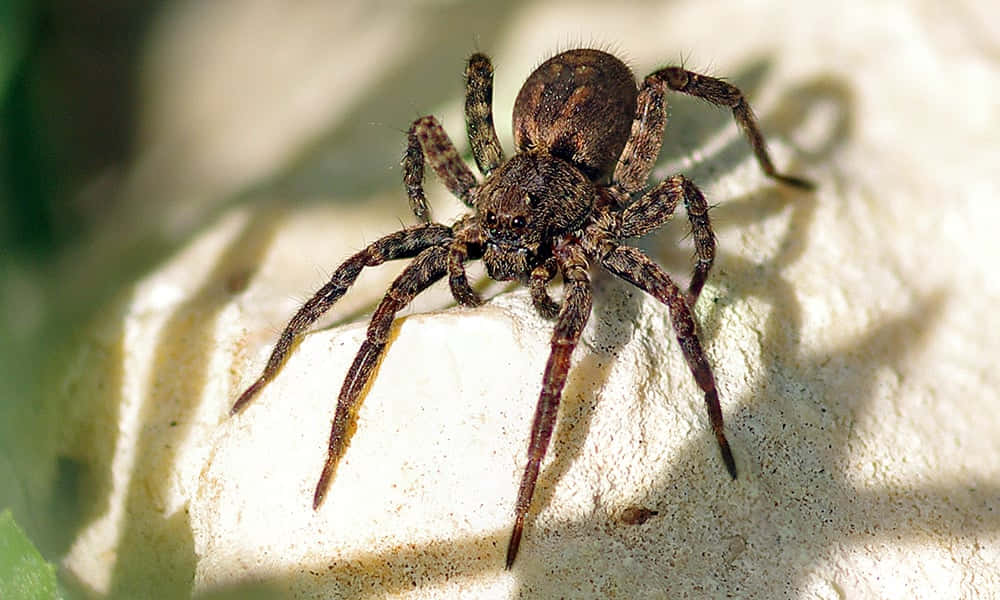 A Brown Spider Sitting On A Rock