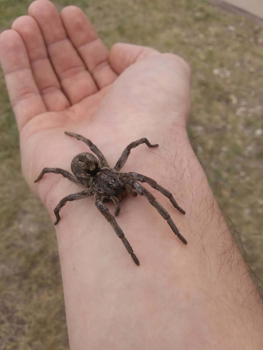 A Spider Is Sitting On A Person's Hand