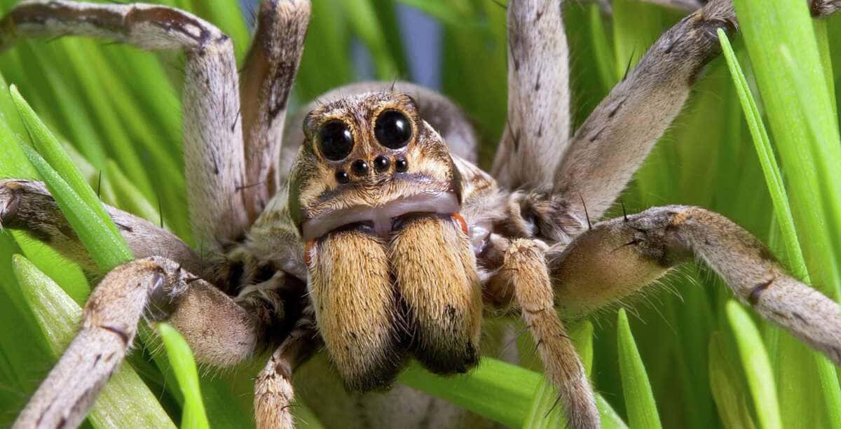 Close-up of a Wolf Spider