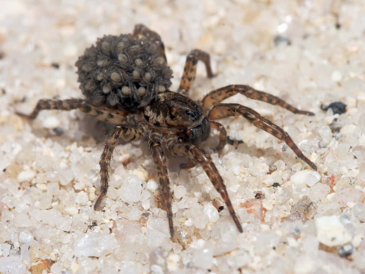 Closeup of a Wolf Spider