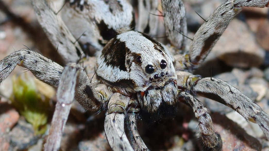 Standing Out from the Crowd - A Wolf Spider
