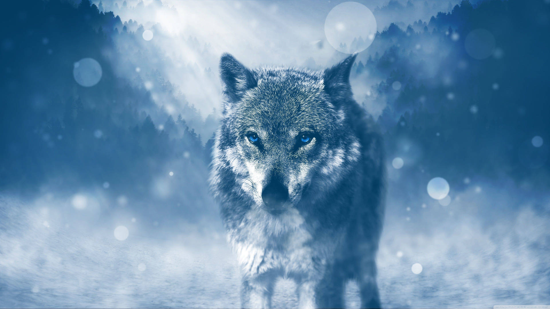 A Wolf Prowling the Cold Winter Night Wallpaper