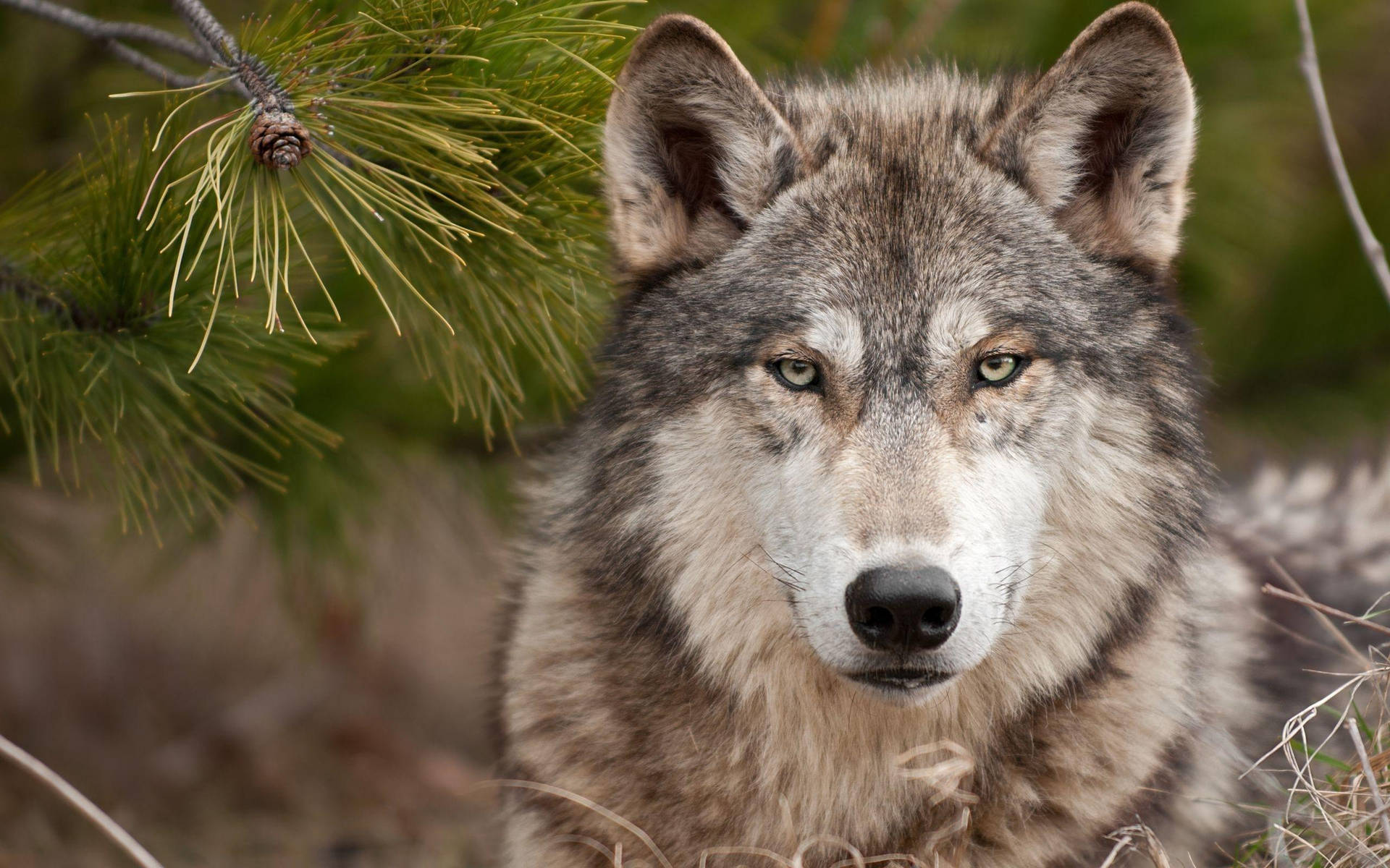 Wolf With Grimacing Eyes Desktop Background