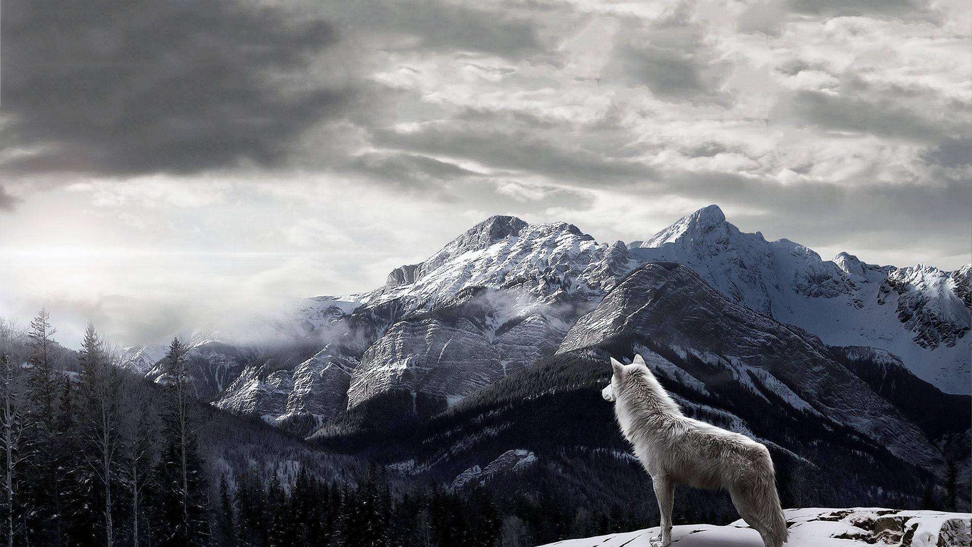Wolf With Mountains Desktop Wallpaper