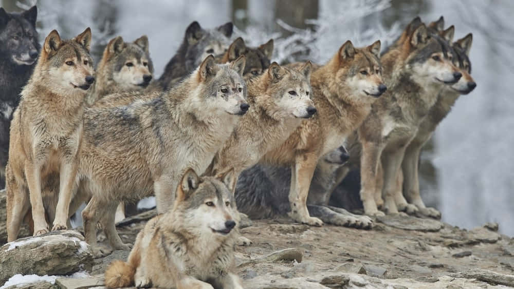 Majestic Wolfdog in Natural Habitat Wallpaper
