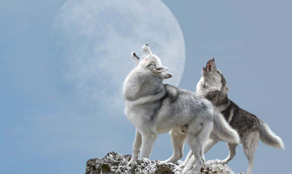 Majestic wolfdog standing in the wilderness Wallpaper