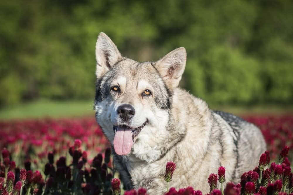 Majestic Wolfdog in a Natural Setting Wallpaper