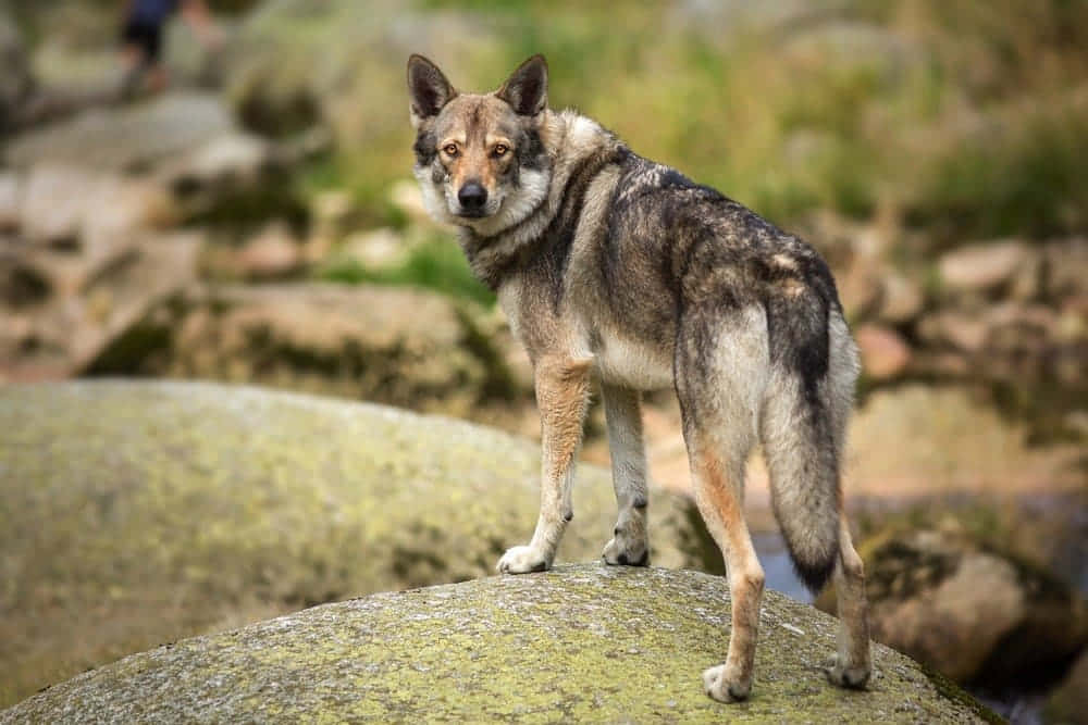 Caption: Majestic Wolfdog Standing in Nature Wallpaper
