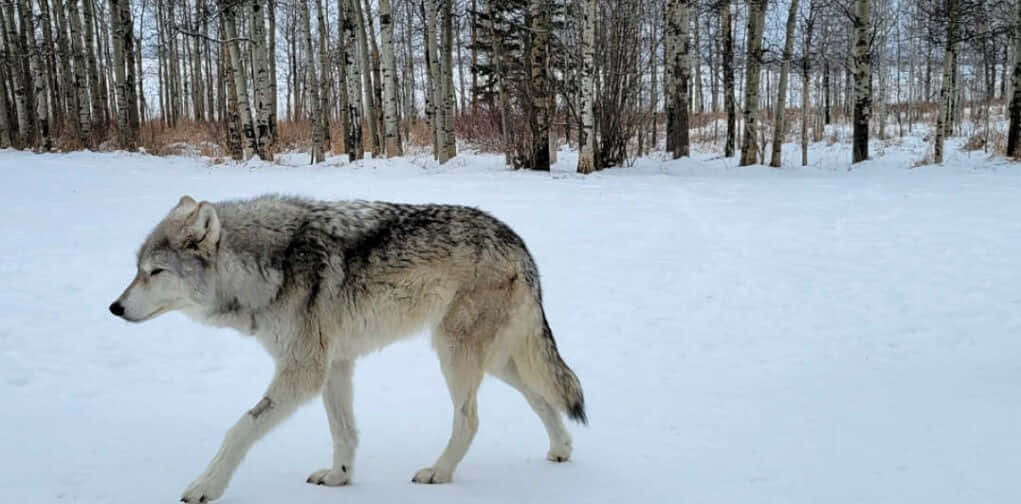 Caption: Majestic Wolfdog Gazing into the Distance Wallpaper