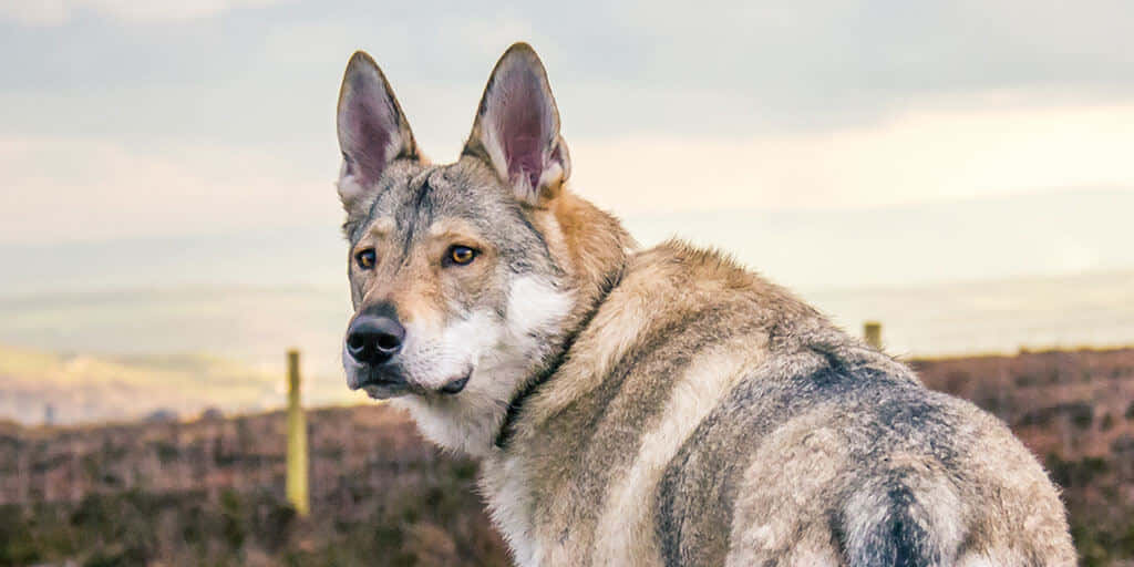 Majestic Wolfdog Gazing Into the Distance Wallpaper