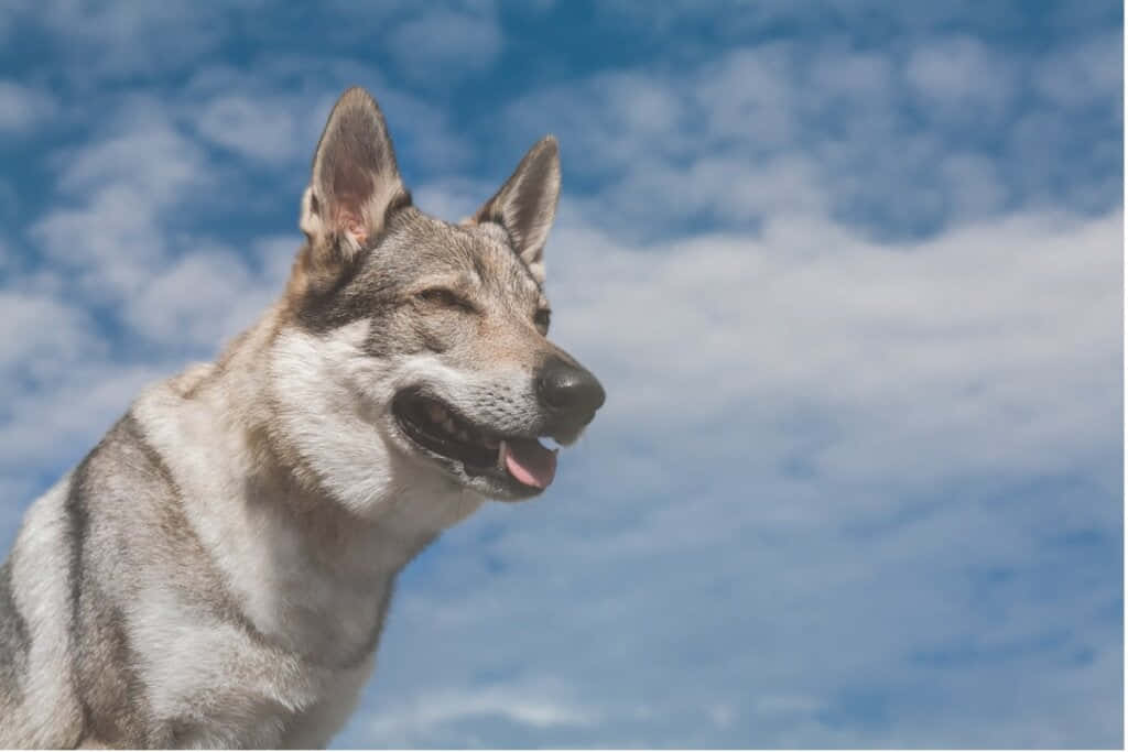 Captivating Wolfdog Staring Intently Wallpaper