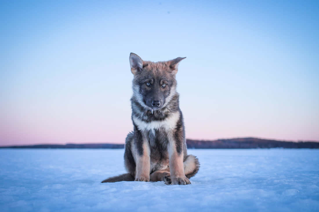 Majestic Wolfdog in the Wilderness Wallpaper