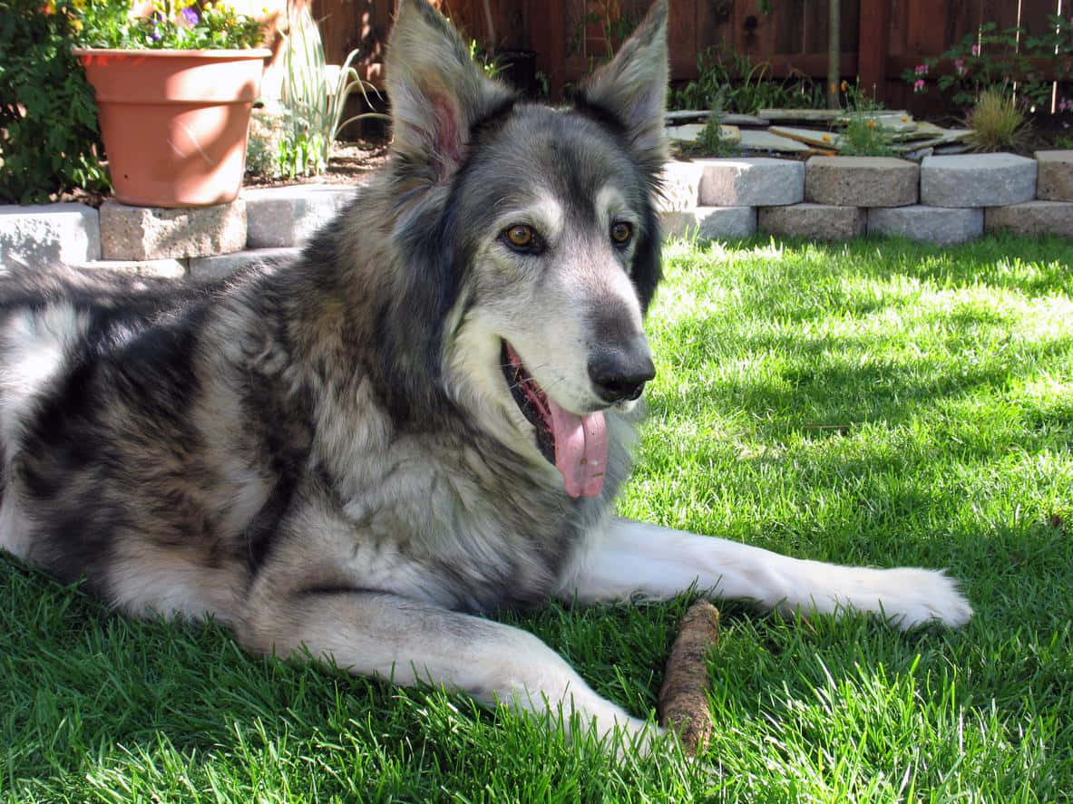 Caption: Majestic Wolfdog in the Wild Wallpaper