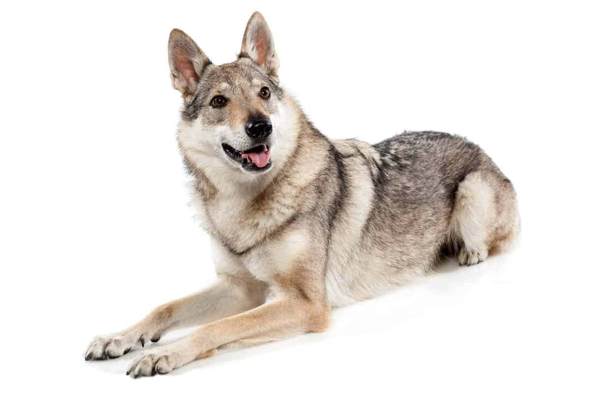 Majestic Wolfdog Posing in Nature Wallpaper