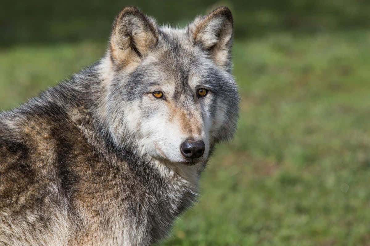 Majestic Wolfdog in a Natural Habitat Wallpaper
