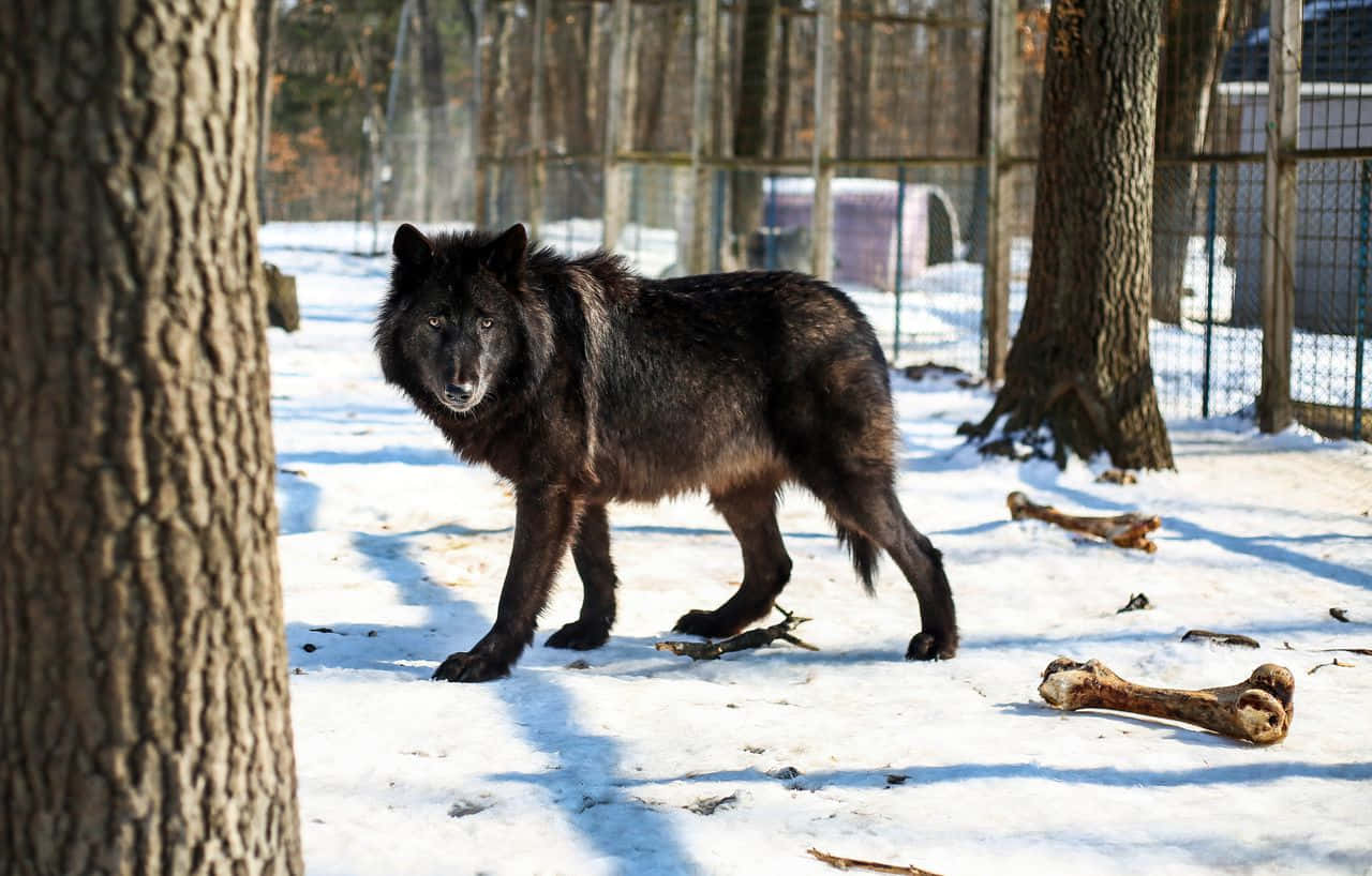 Impresionantewolfdog En La Naturaleza Fondo de pantalla